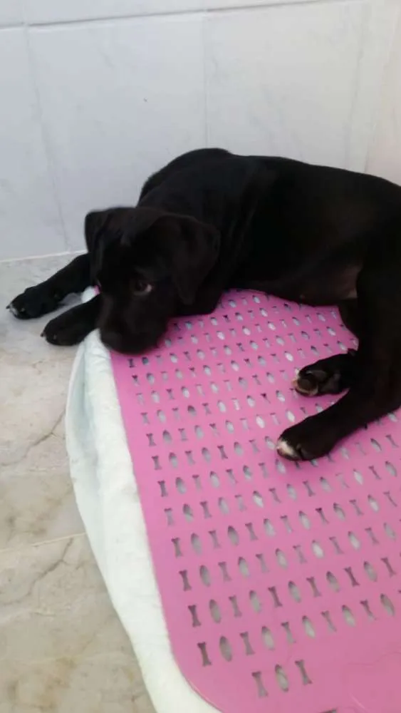Cachorro ra a Mestiço labrador idade 2 a 6 meses nome Pandora