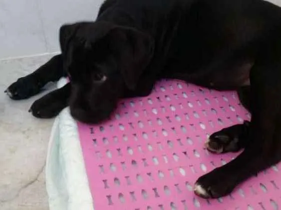 Cachorro ra a Mestiço labrador idade 2 a 6 meses nome Pandora