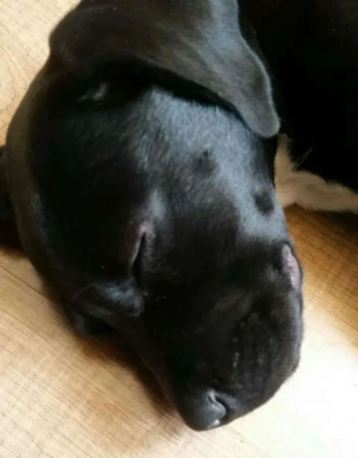 Cachorro ra a Mestiço labrador idade 2 a 6 meses nome Pandora