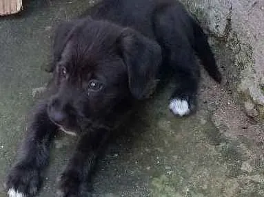 Cachorro raça  idade Abaixo de 2 meses nome Valente 