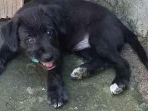 Cachorro raça  idade Abaixo de 2 meses nome Valente 