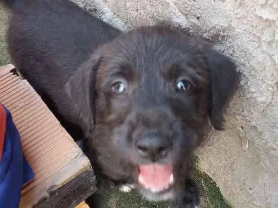 Cachorro raça  idade Abaixo de 2 meses nome Valente 