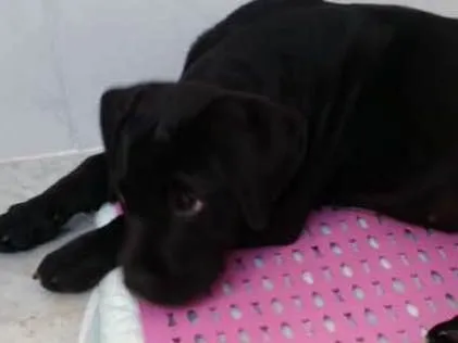 Cachorro ra a Mestiço labrador idade 2 a 6 meses nome Pandora