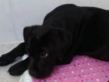 Cachorro ra a Mestiço labrador idade 2 a 6 meses nome Pandora