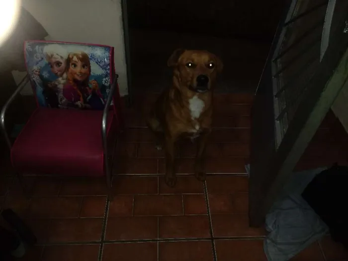 Cachorro ra a Vira lata idade 7 a 11 meses nome Tody