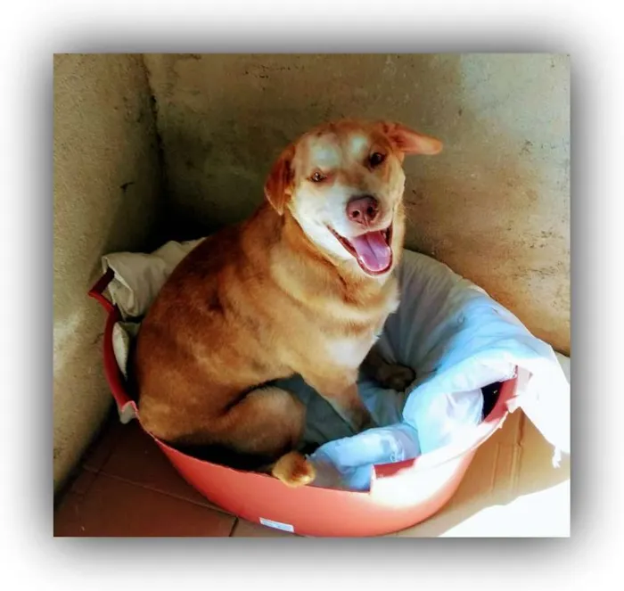 Cachorro ra a Labrador idade 2 anos nome Spike