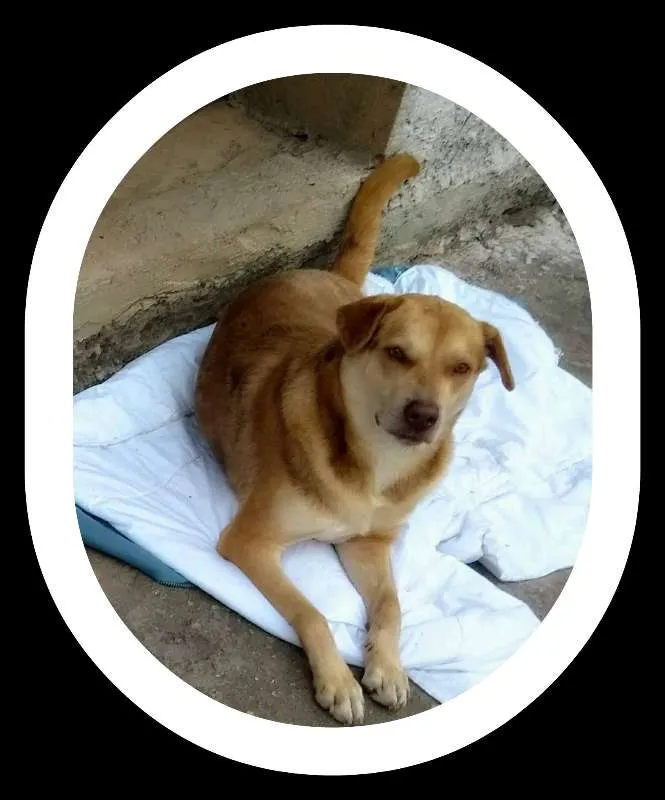 Cachorro ra a Labrador idade 2 anos nome Spike
