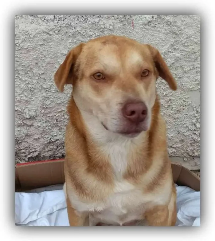 Cachorro ra a Labrador idade 2 anos nome Spike