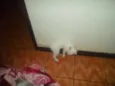 Artemis