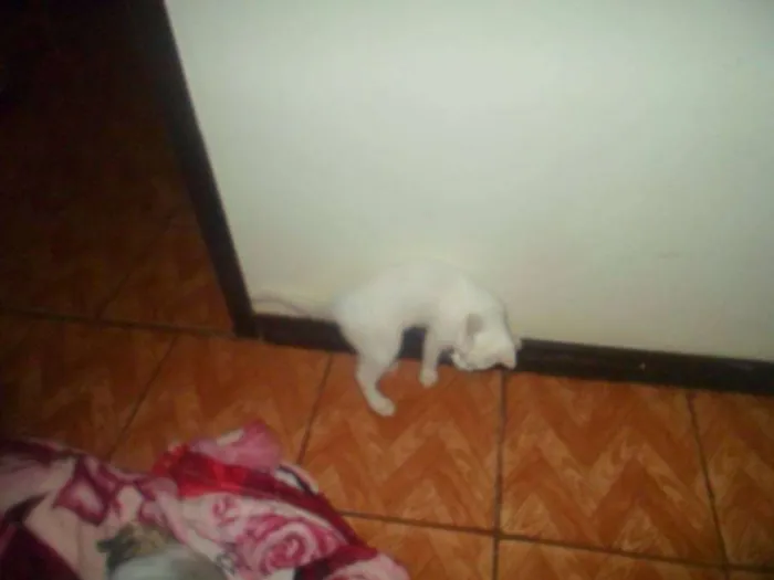 Gato ra a Desconhecida idade 1 ano nome Artemis