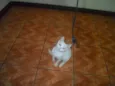 Artemis