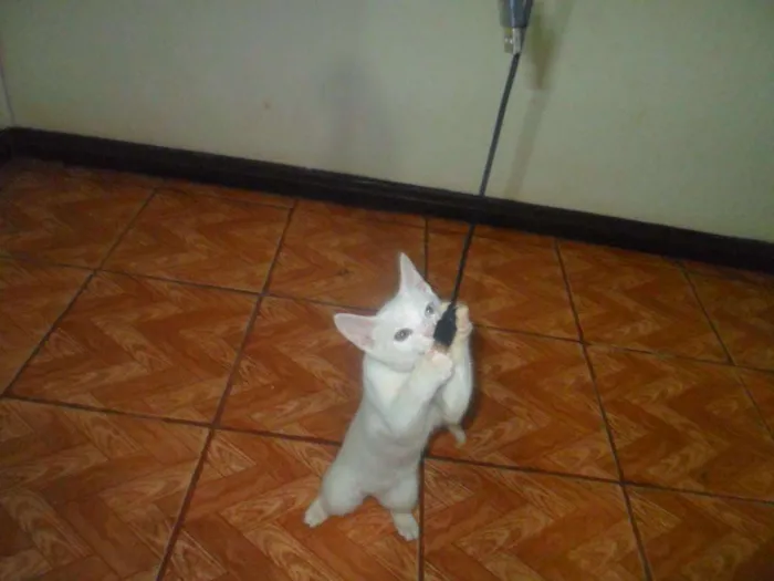 Gato ra a Desconhecida idade 1 ano nome Artemis