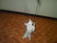 Artemis