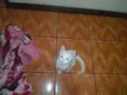 Artemis