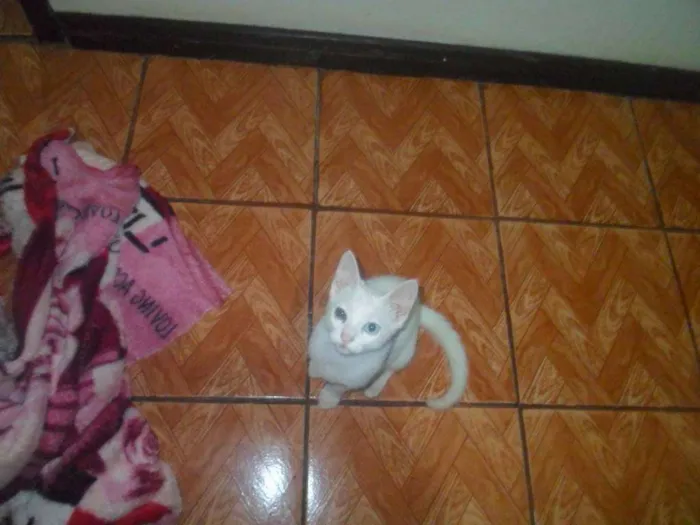 Gato ra a Desconhecida idade 1 ano nome Artemis