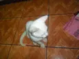 Artemis