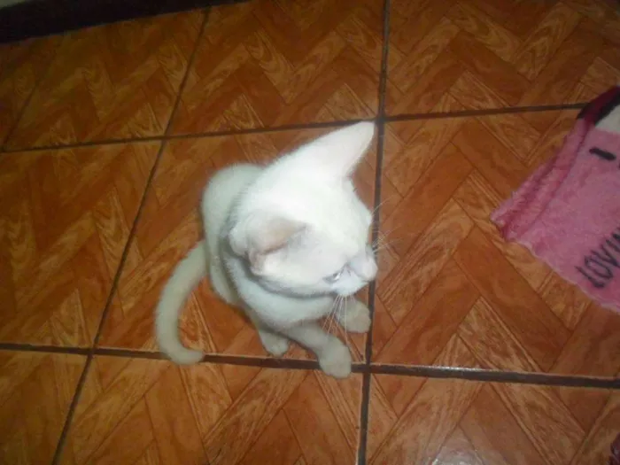 Gato ra a Desconhecida idade 1 ano nome Artemis