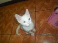 Artemis