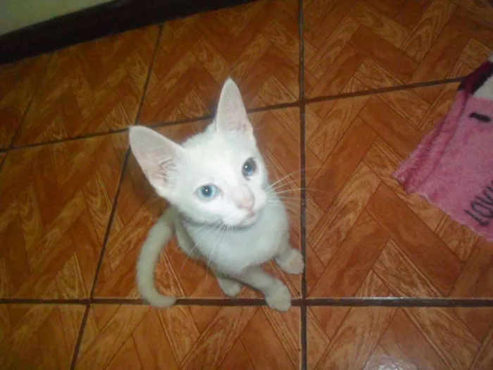 Gato ra a Desconhecida idade 1 ano nome Artemis