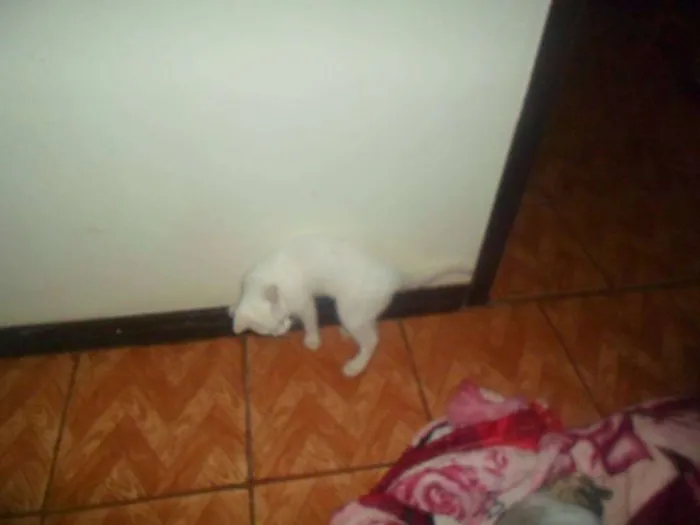 Gato ra a Desconhecida idade 1 ano nome Artemis