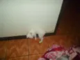 Artemis