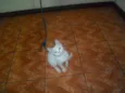 Artemis