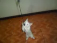 Artemis