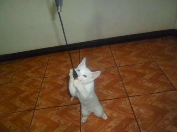 Gato ra a Desconhecida idade 1 ano nome Artemis