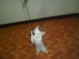 Artemis
