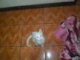 Artemis