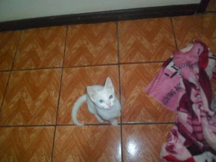 Gato ra a Desconhecida idade 1 ano nome Artemis