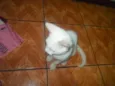 Artemis