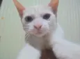 Artemis