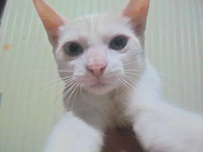Gato ra a Desconhecida idade 1 ano nome Artemis