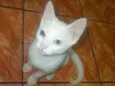 Artemis