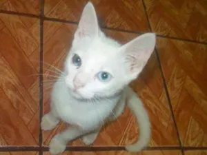 Gato raça Desconhecida idade 1 ano nome Artemis