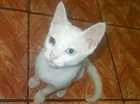 Gato raça Desconhecida idade 1 ano nome Artemis