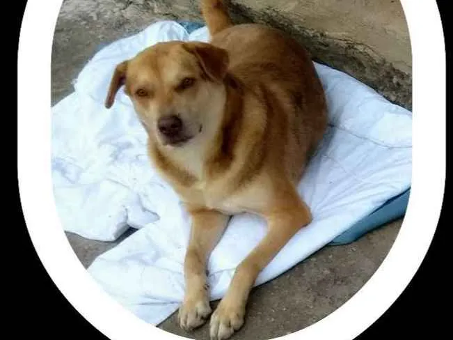 Cachorro ra a Labrador idade 2 anos nome Spike