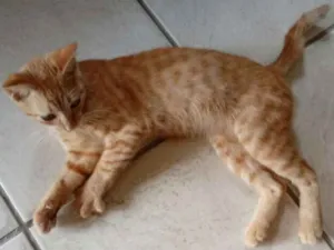 Gato raça Mista idade 2 a 6 meses nome Tancinha