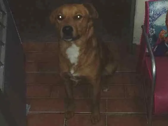 Cachorro ra a Vira lata idade 7 a 11 meses nome Tody