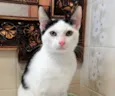Giggio