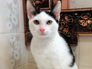 Gato raça SRD idade 2 a 6 meses nome Giggio