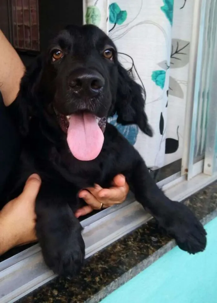 Cachorro raça Mistura de Cocker com Golden  idade 7 a 11 meses nome Luky 