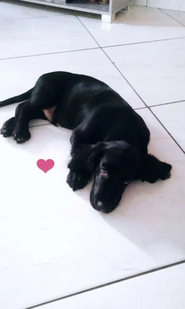 Cachorro raça Mistura de Cocker com Golden  idade 7 a 11 meses nome Luky 