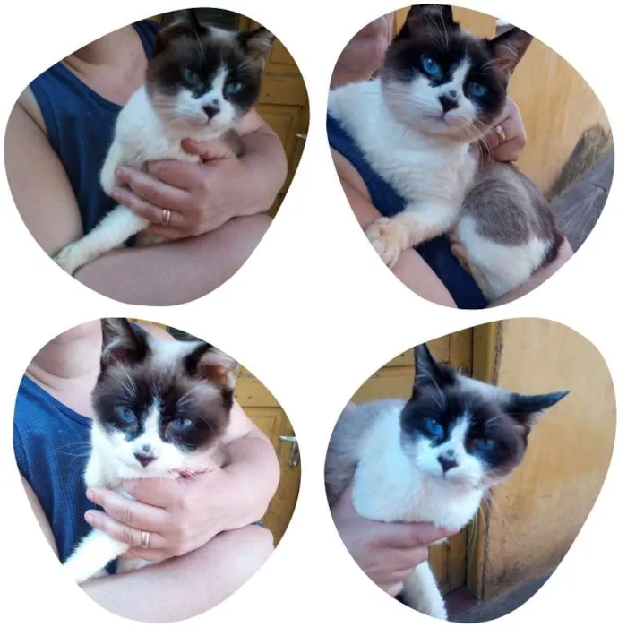 Gato ra a Srd idade 1 ano nome nino