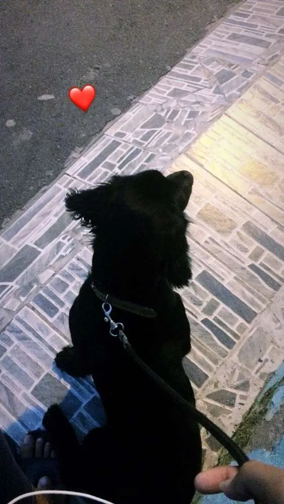 Cachorro raça Mistura de Cocker com Golden  idade 7 a 11 meses nome Luky 