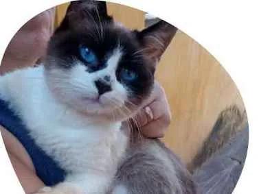 Gato ra a Srd idade 1 ano nome nino