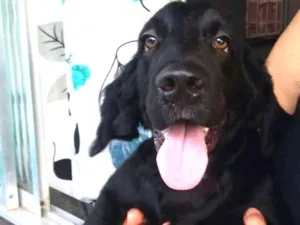 Cachorro raça Mistura de Cocker com Golden  idade 7 a 11 meses nome Luky 