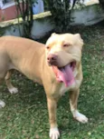 Cachorro raça Pit bull idade 3 anos nome Leona
