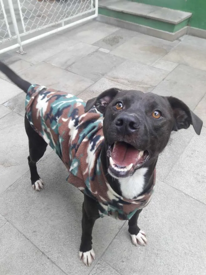 Cachorro ra a Pit bull idade 1 ano nome Bob